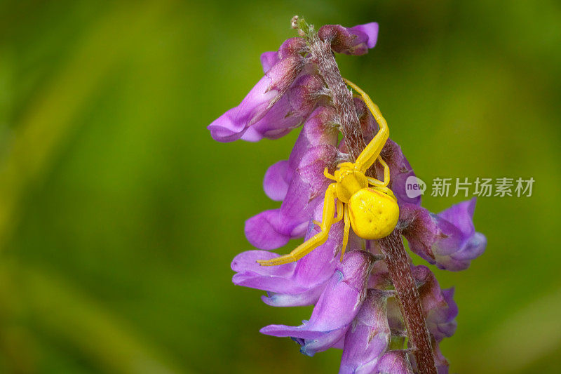 黄花蟹蜘蛛，(Misumena vatia)，蜘蛛蟹，多变Thomise，三叶草，三叶草花。